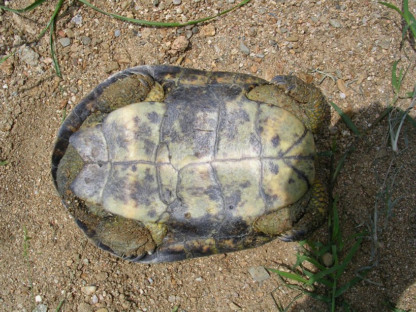 Mauremys leprosa?